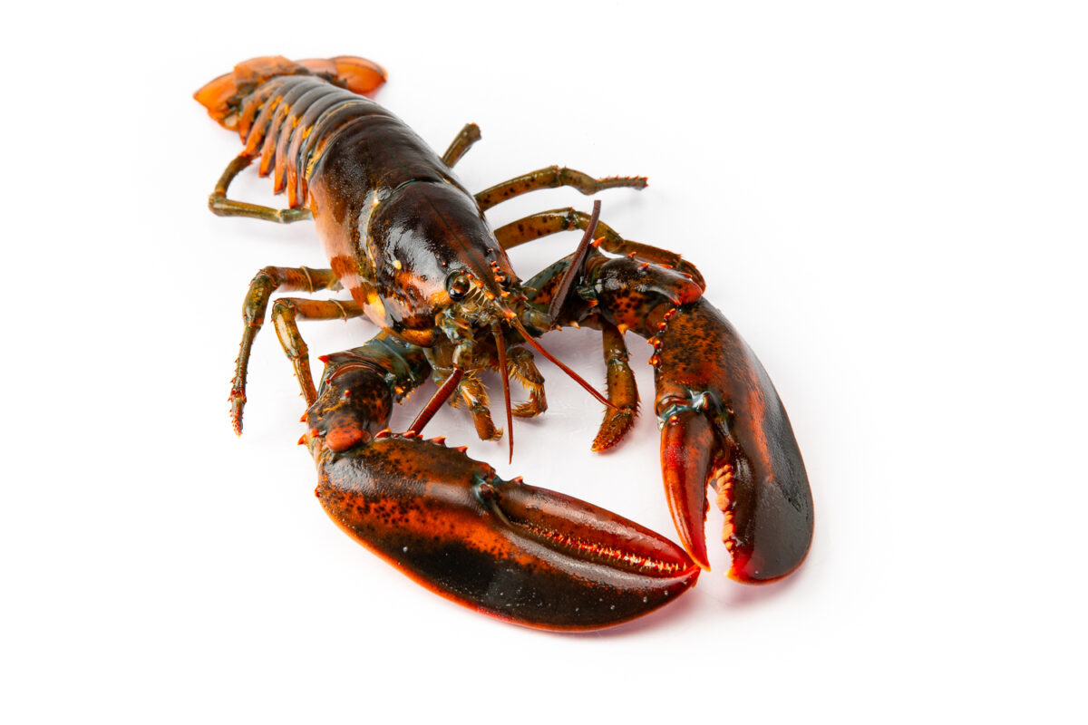 Bogavante de Canada