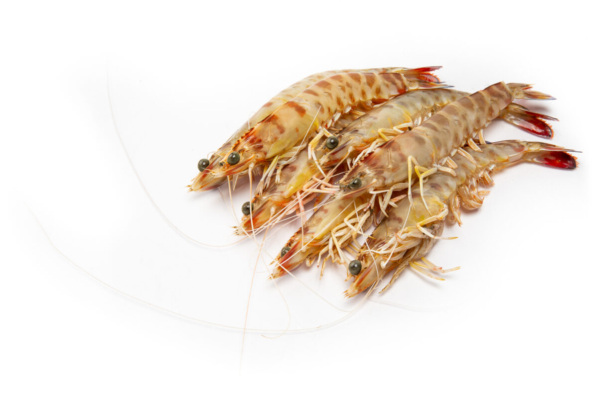 20241114 langostino