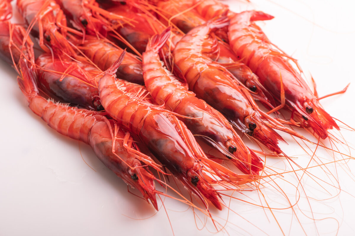 Gamba Roja Mediana