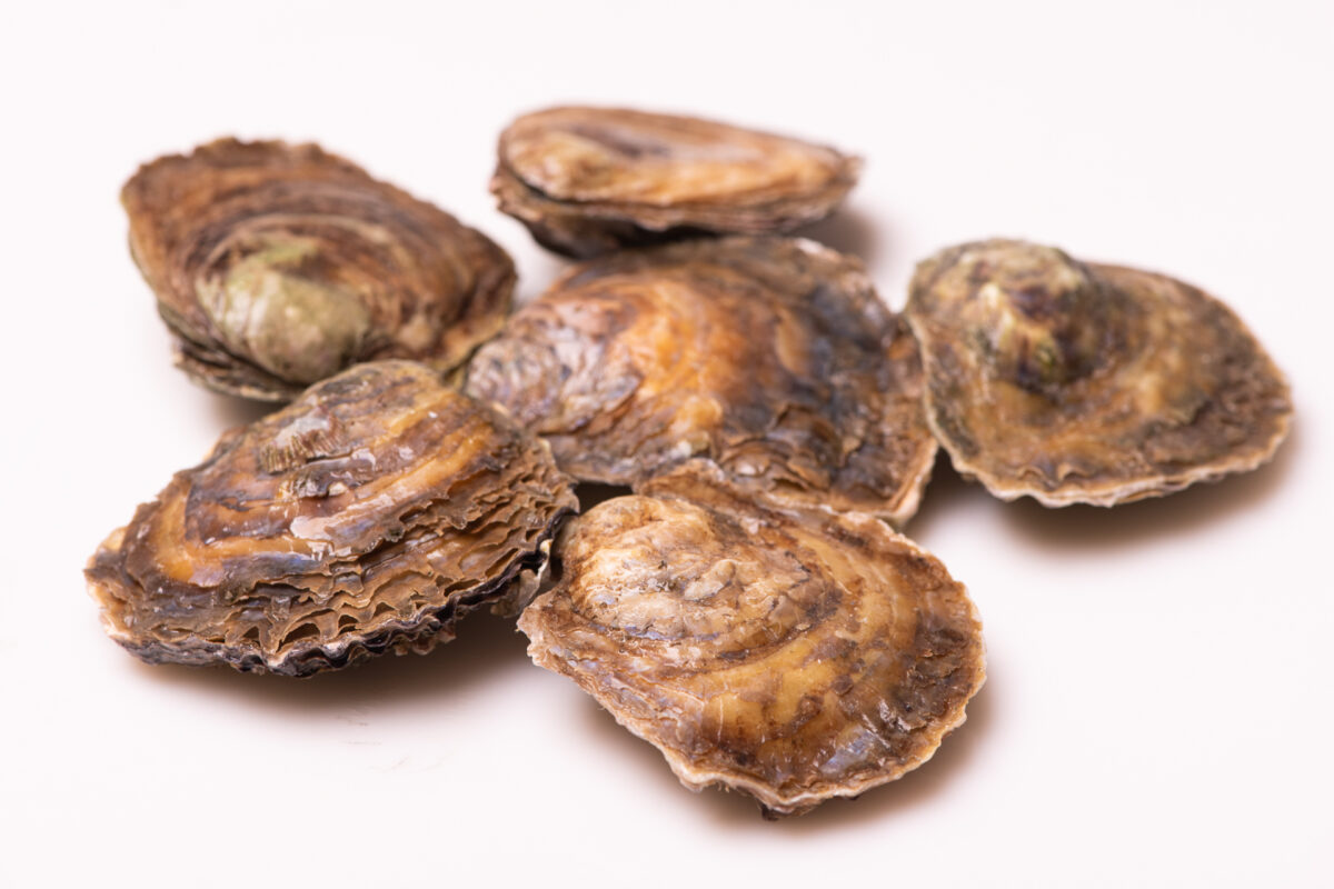 Ostra Mediana