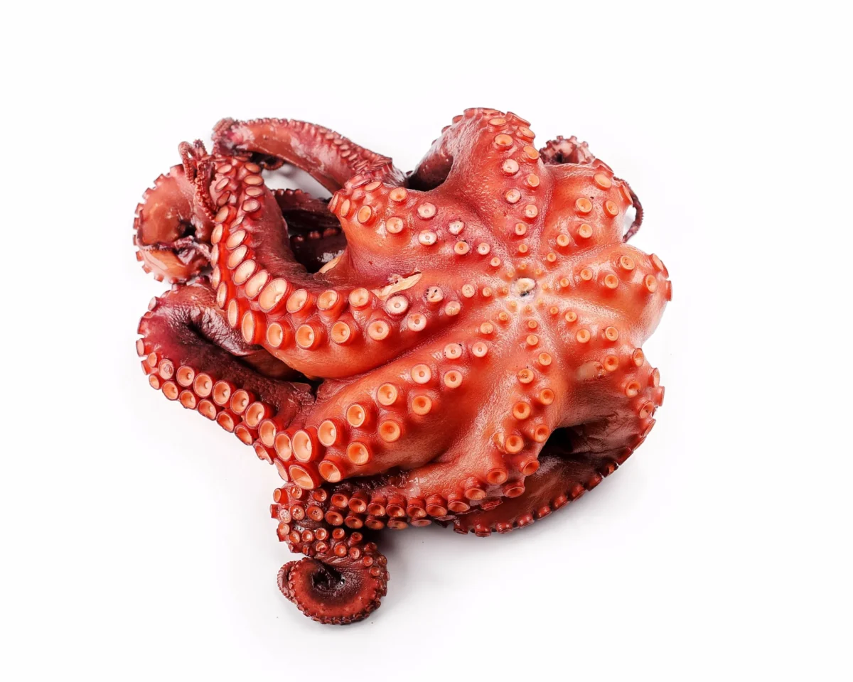 pulpo scaled